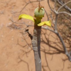 Euphorbia sepium