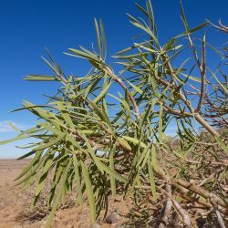 Euphorbia sepium