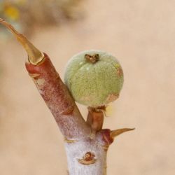 Euphorbia sepium