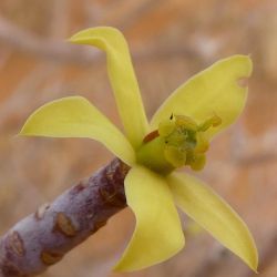 Euphorbia sepium