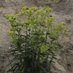 Euphorbia serrata