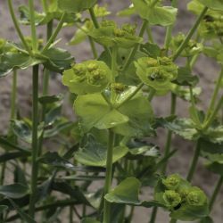 Euphorbia serrata