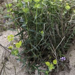 Euphorbia serrata