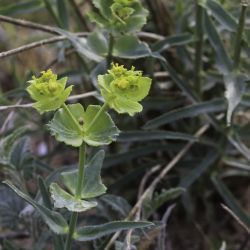 Euphorbiaceae