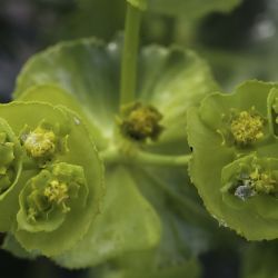 Euphorbia serrata