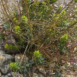 Euphorbia squamigera