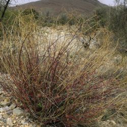 Euphorbia squamigera