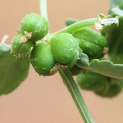 Mercurialis elliptica