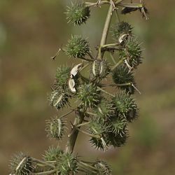 Ricinus communis