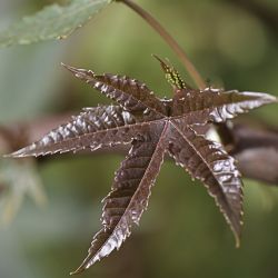 Ricinus communis