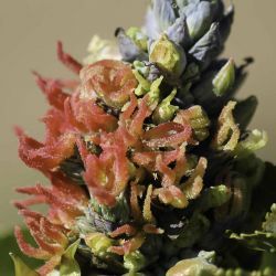 Ricinus communis