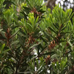 Acacia longifolia