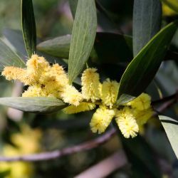 Acacia longifolia