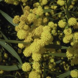 Acacia saligna