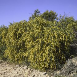 Acacia saligna