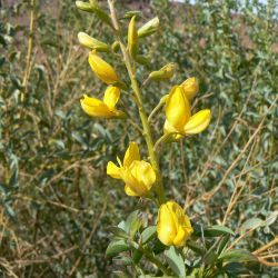 Adenocarpus anagyrifolius