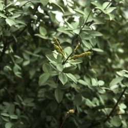 Adenocarpus anagyrifolius