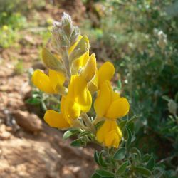 Adenocarpus cincinnatus