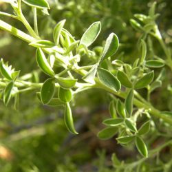 Adenocarpus cincinnatus
