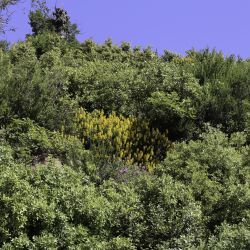 Adenocarpus complicatus subsp. bracteatus