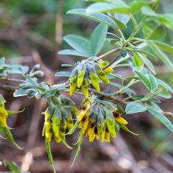 Anagyris foetida