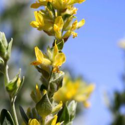 Anthyllis cytisoides