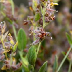 Anthyllis cytisoides