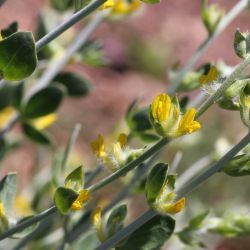 Anthyllis cytisoides