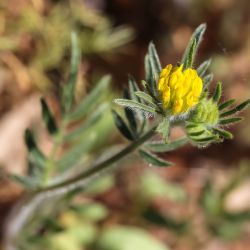 Anthyllis hamosa