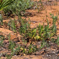 Anthyllis hamosa