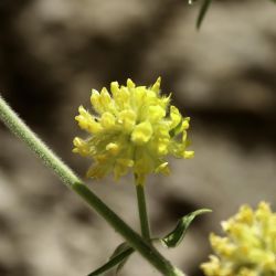 Anthyllis polycephala