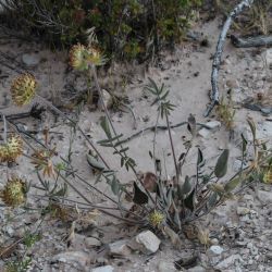 Anthyllis vulneraria subsp. fruticans