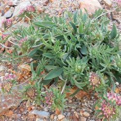 Anthyllis vulneraria subsp. saharae