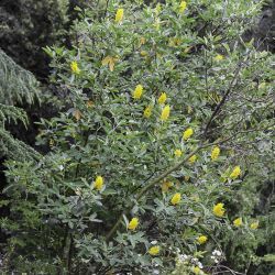 Argyrocytisus battandieri