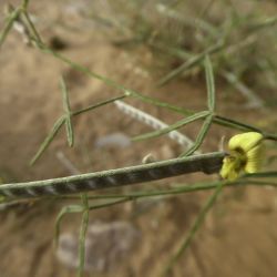 Argyrolobium arabicum