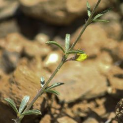 Argyrolobium uniflorum