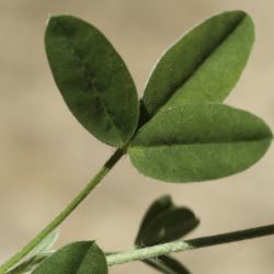 Argyrolobium zanonii subsp. fallax