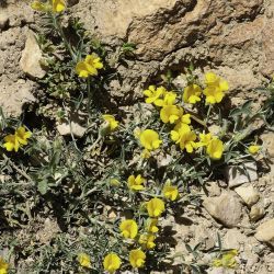 Argyrolobium zanonii subsp. grandiflorum