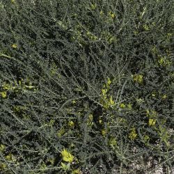 Astragalus akkensis