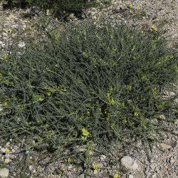 Astragalus akkensis