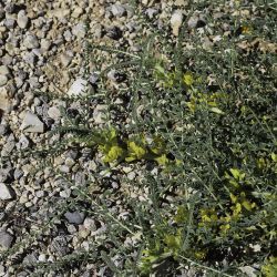 Astragalus akkensis