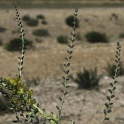 Astragalus akkensis