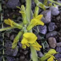 Astragalus akkensis