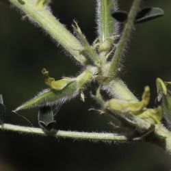 Astragalus akkensis