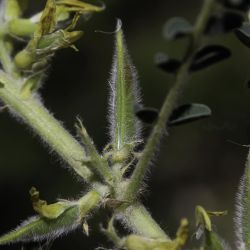 Astragalus akkensis