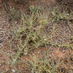Astragalus akkensis