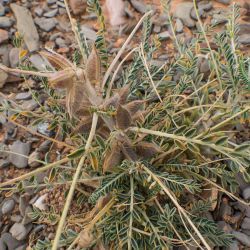 Astragalus akkensis
