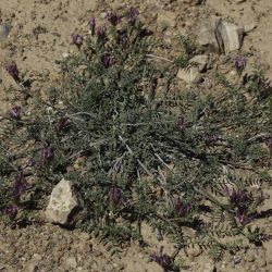 Astragalus algerianus