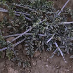 Astragalus algerianus