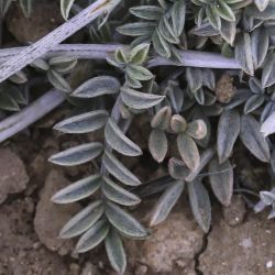 Astragalus algerianus